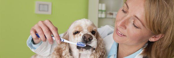 Pet Cleaning Services