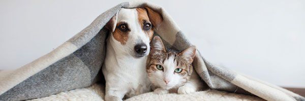 Pets Boarding