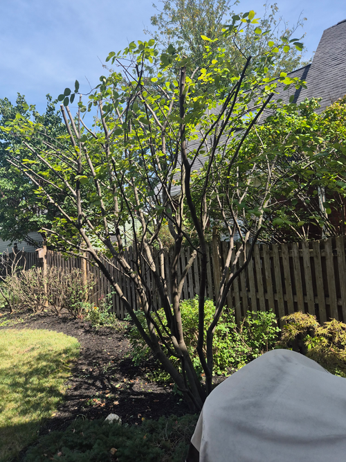 Leafy backyard tree near a wooden fence on a sunny day