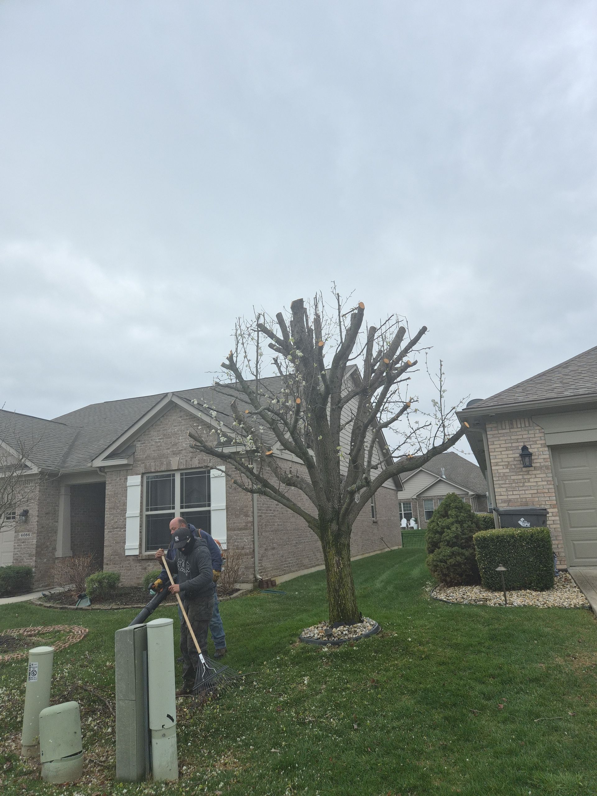 Person pruning a leafless tree in a suburban front yard on a cloudy day
