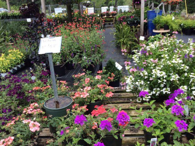 A Bloom Garden Center Photo Gallery | Mobile, AL