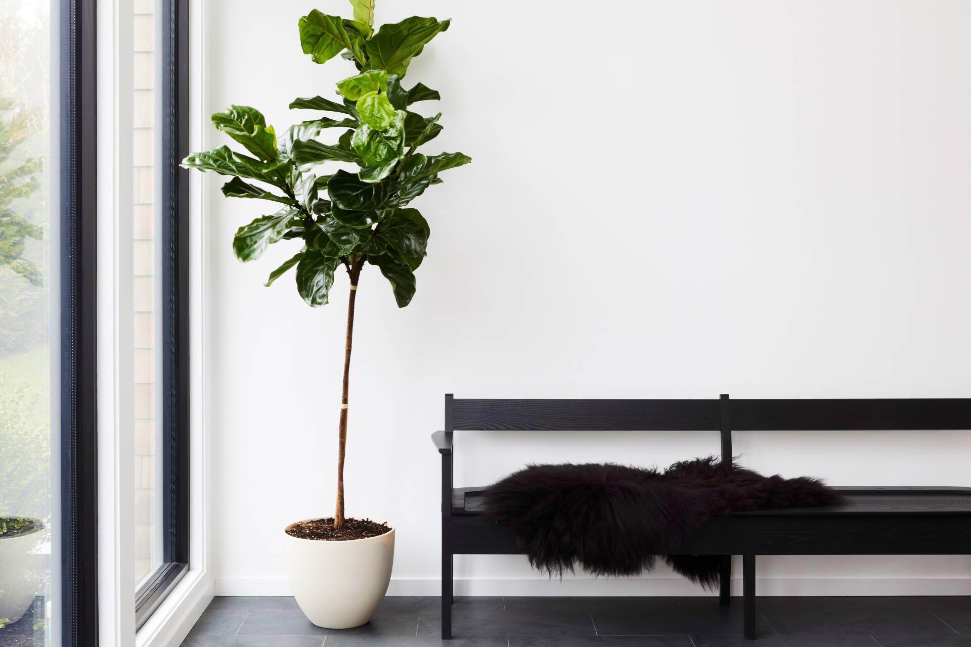A large potted plant is sitting next to a black bench.