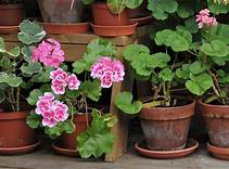 A row of potted plants with pink flowers on a wooden shelf.