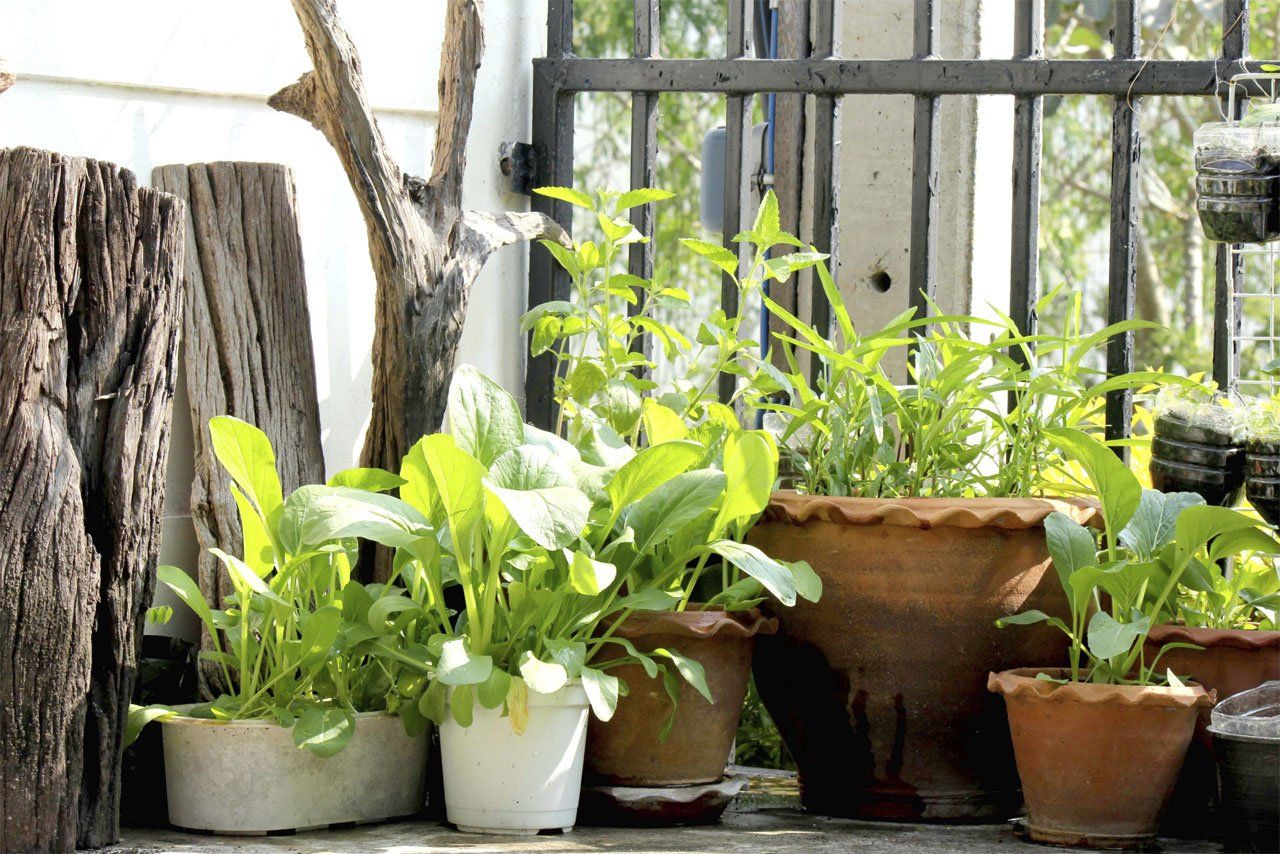 A bunch of potted plants are sitting on a table next to a fence.