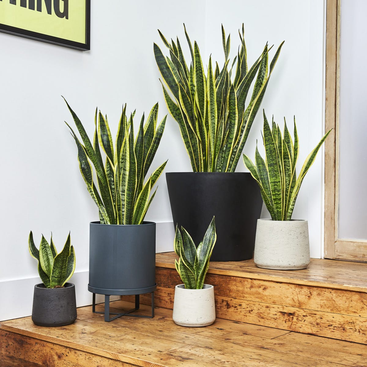 A group of potted plants are sitting on a wooden staircase.