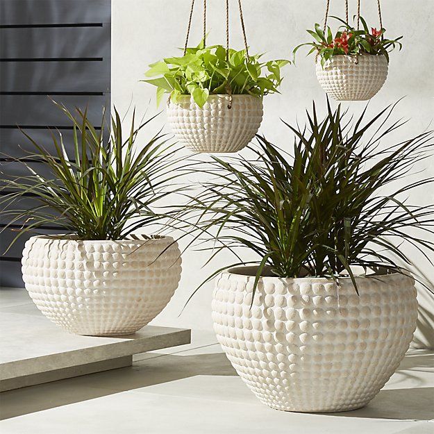 A group of potted plants are sitting on a table.
