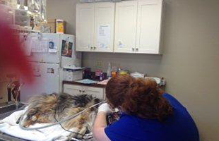 Veterinary care at All-Pets Veterinary Clinic