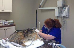 Veterinary care at All-Pets Veterinary Clinic