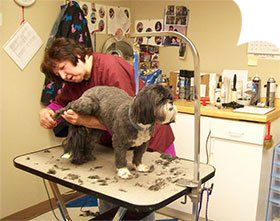 Dog grooming at All-Pets Veterinary Clinic