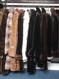 Fur wearing