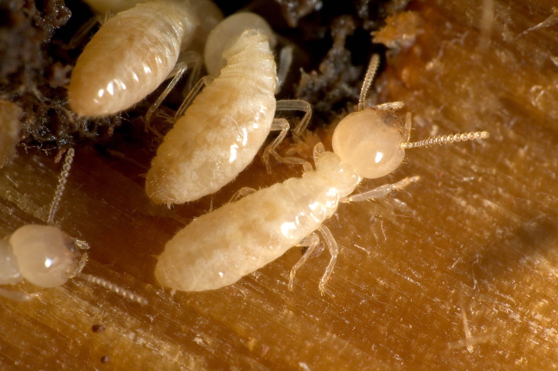 termite control