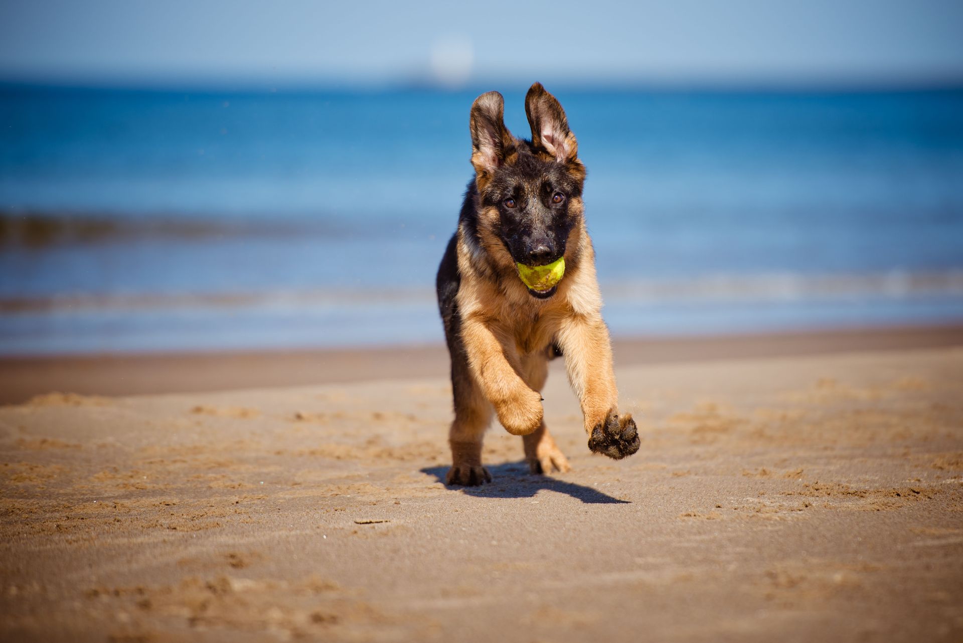 dog boot camp