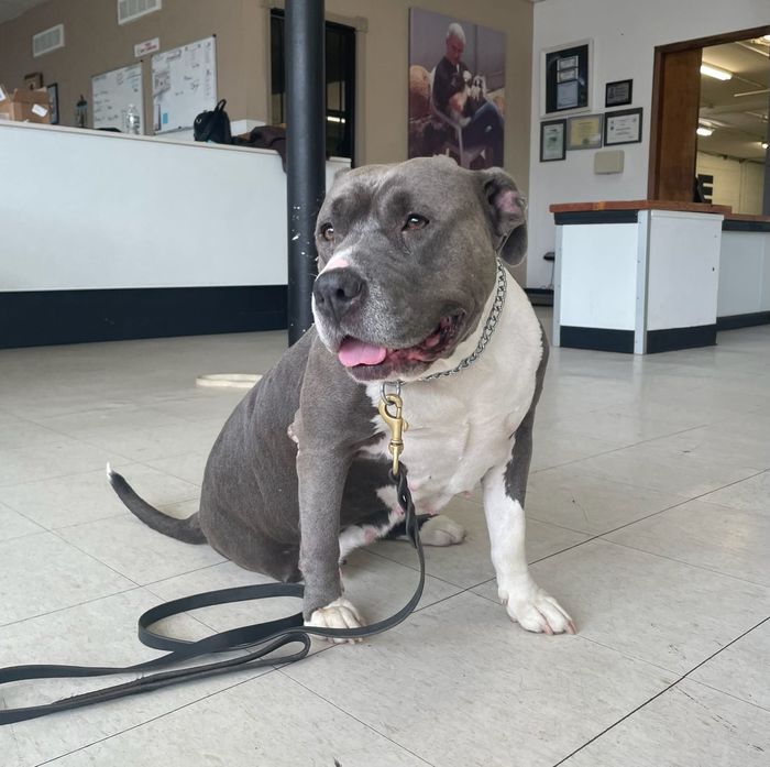 A gray and white dog with a leash around its neck