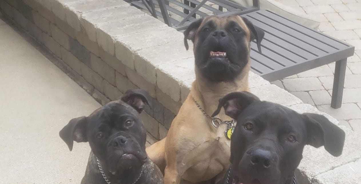 Three dogs are sitting next to each other on a sidewalk.