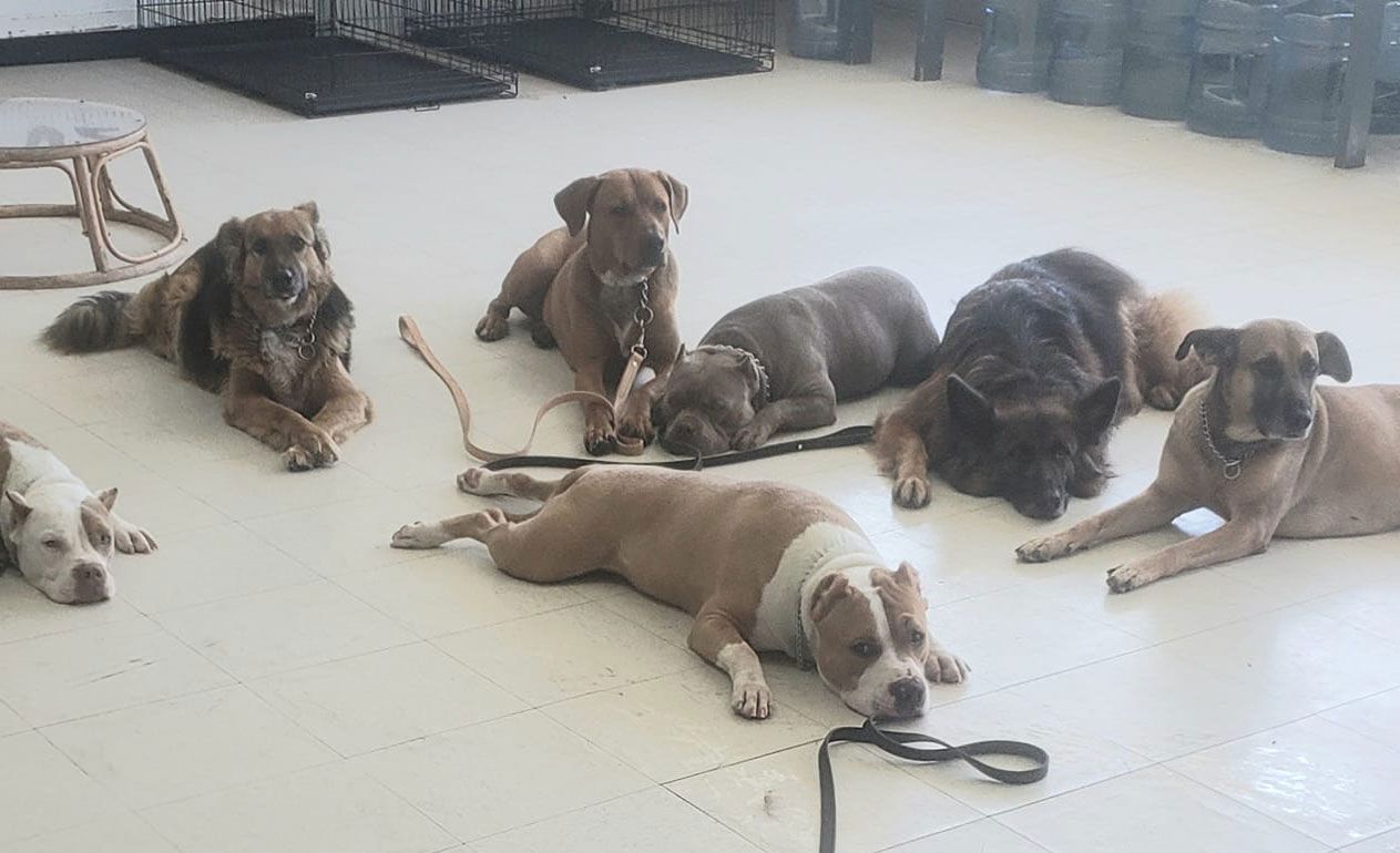 A group of dogs are laying on the floor in a room.
