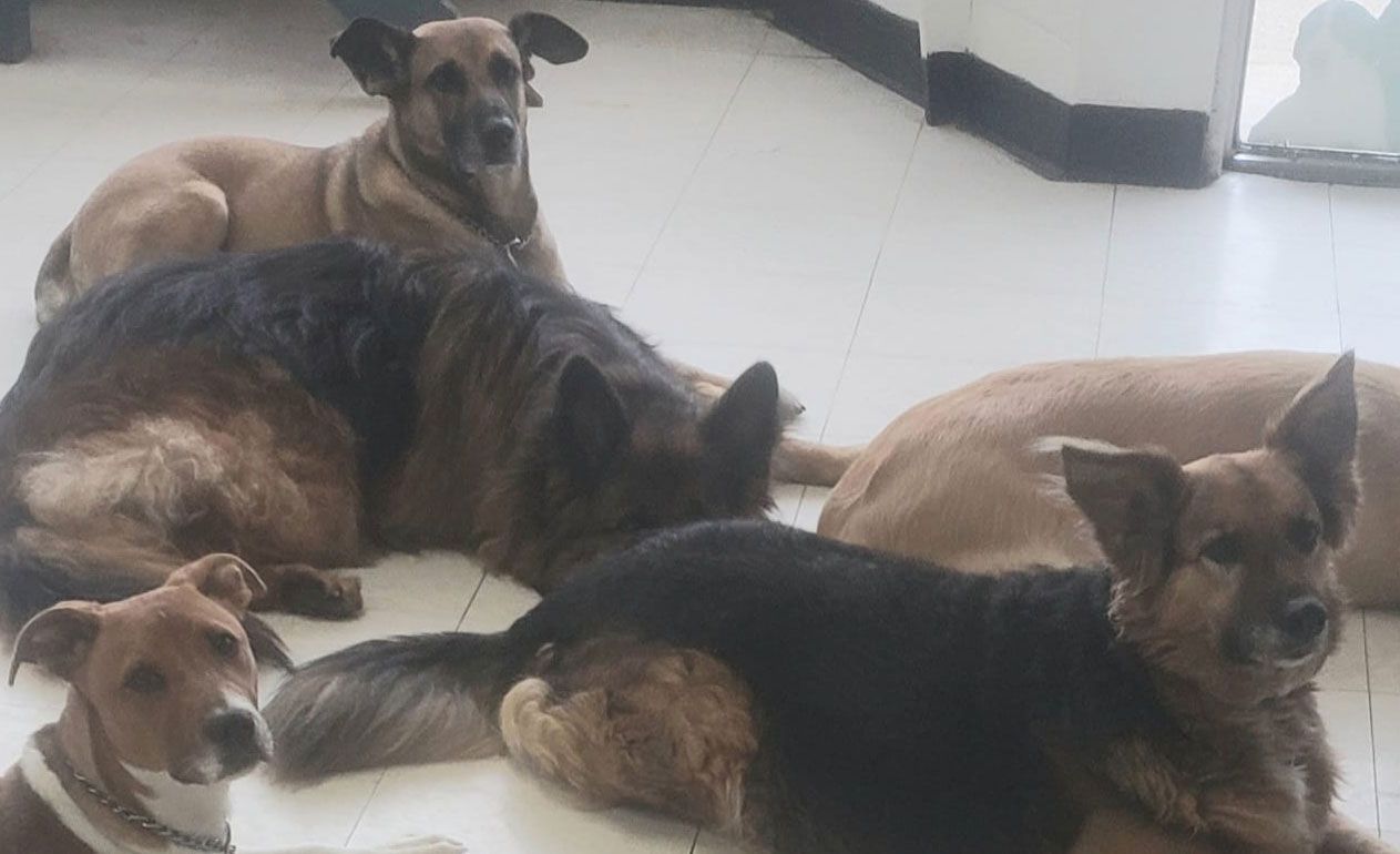 A group of dogs are laying on the floor in a room.