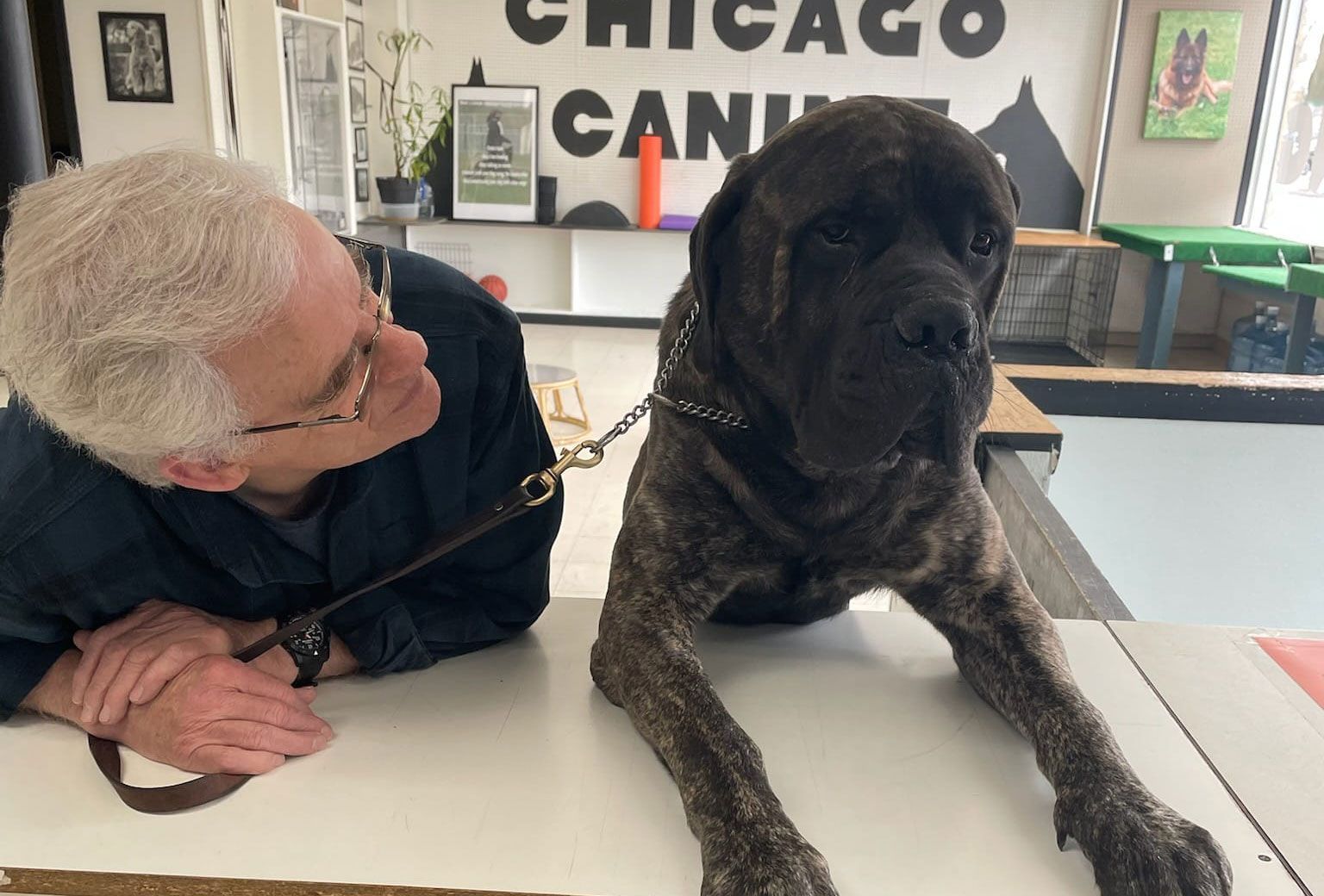 A man and a dog are laying on a table in front of a sign that says chicago canine