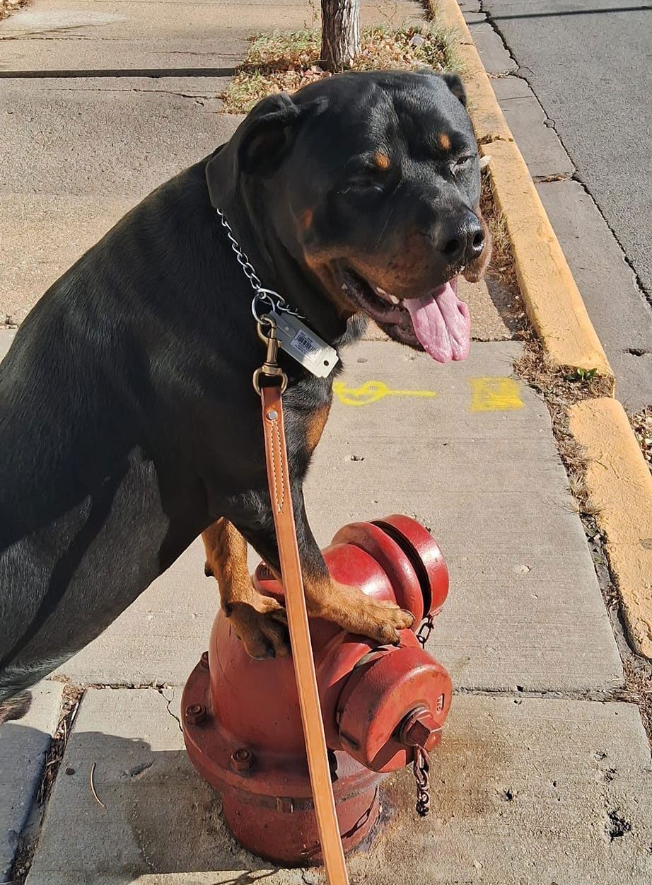 A dog sitting on top of a red fire hydrant
