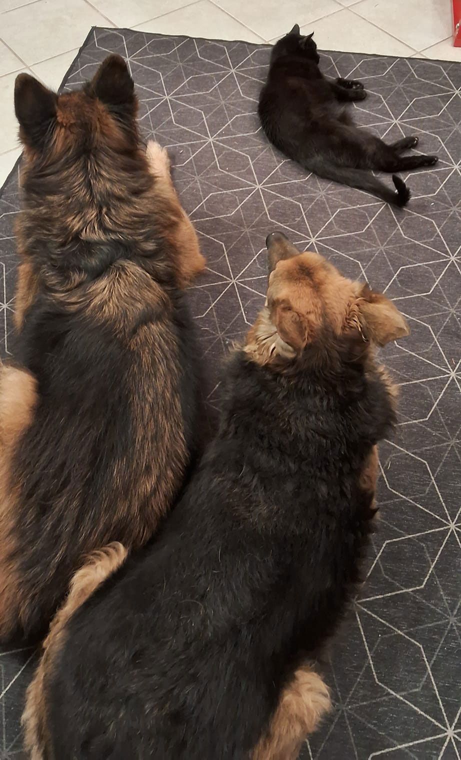 Three dogs and two cats are laying on a rug.