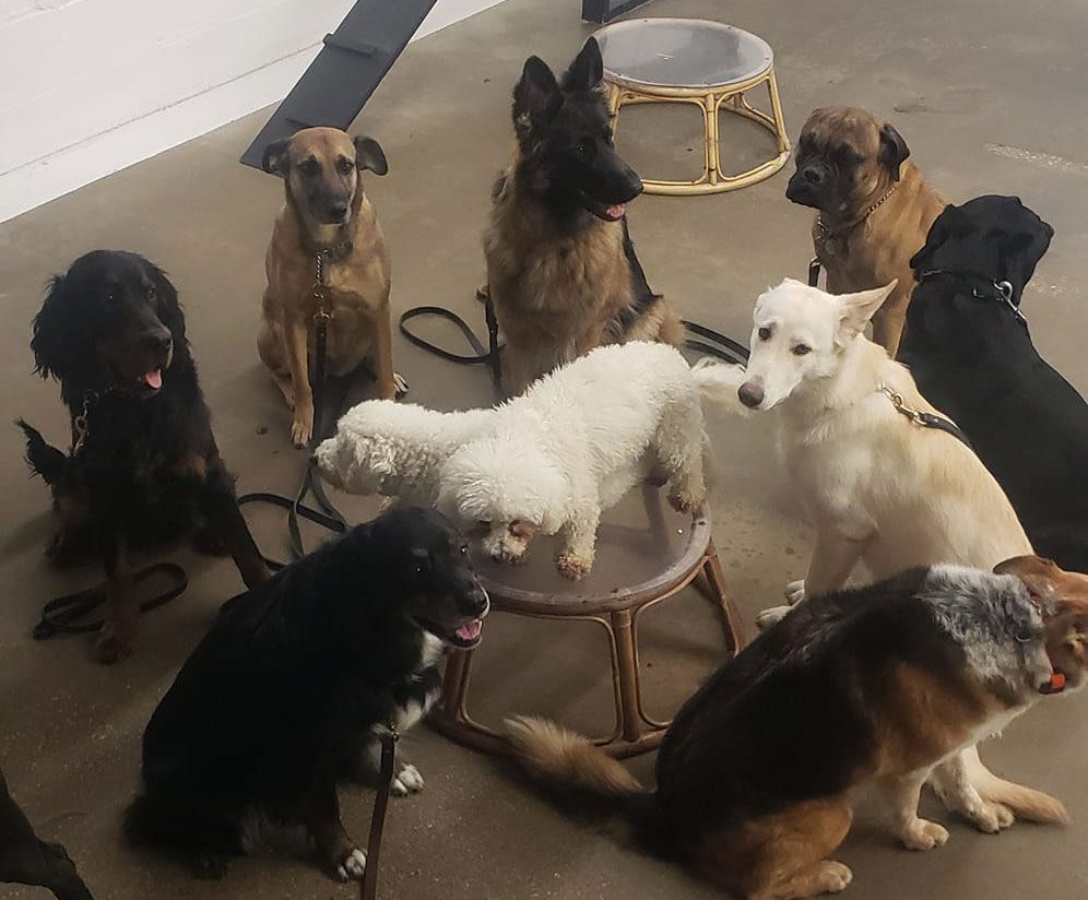 A group of dogs are sitting around a bowl on the floor
