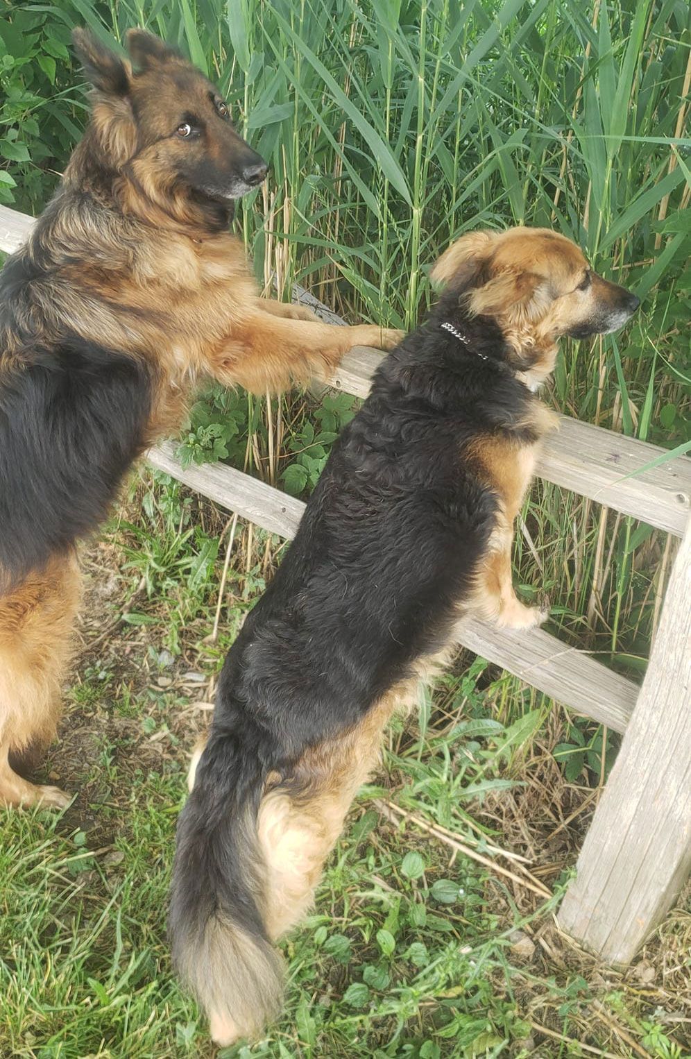 Two german shepherds are standing next to each other on a wooden fence.