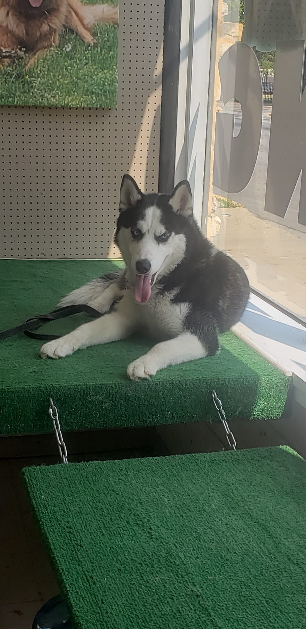 A husky dog is laying on a green mat in a room.