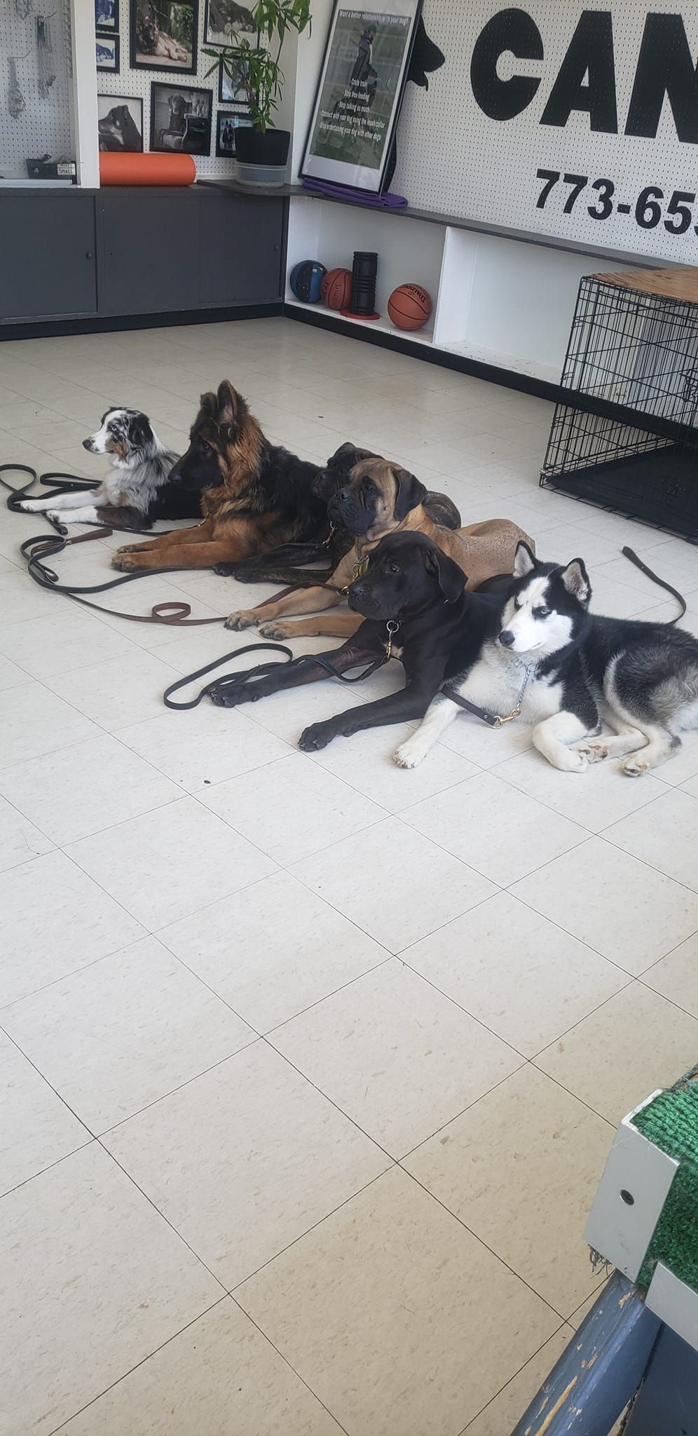 A group of dogs are laying on the floor in a room.