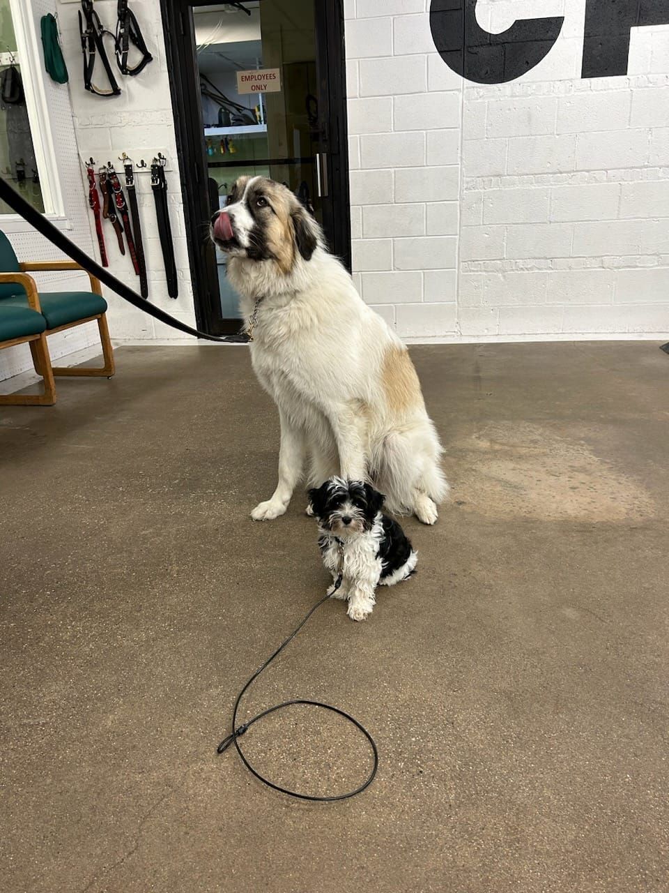 A large dog is sitting next to a smaller dog on a leash.