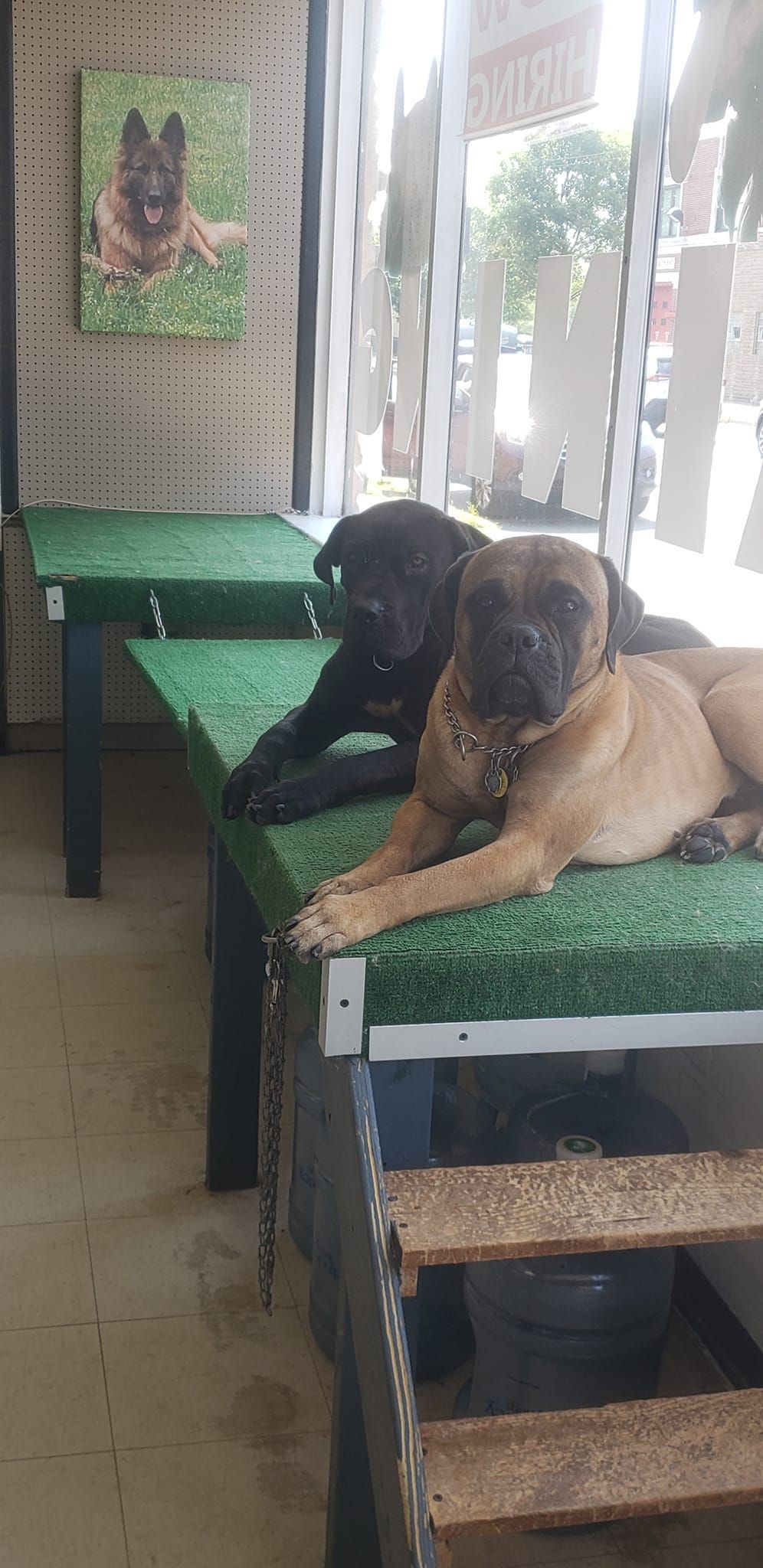 Two dogs are laying on a bench in a room.