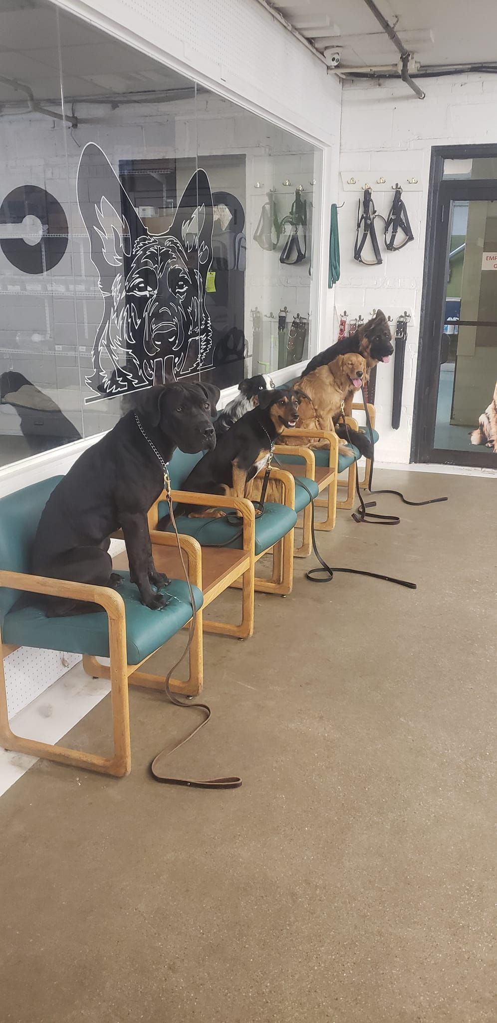 A row of dogs sitting on chairs in a waiting room.