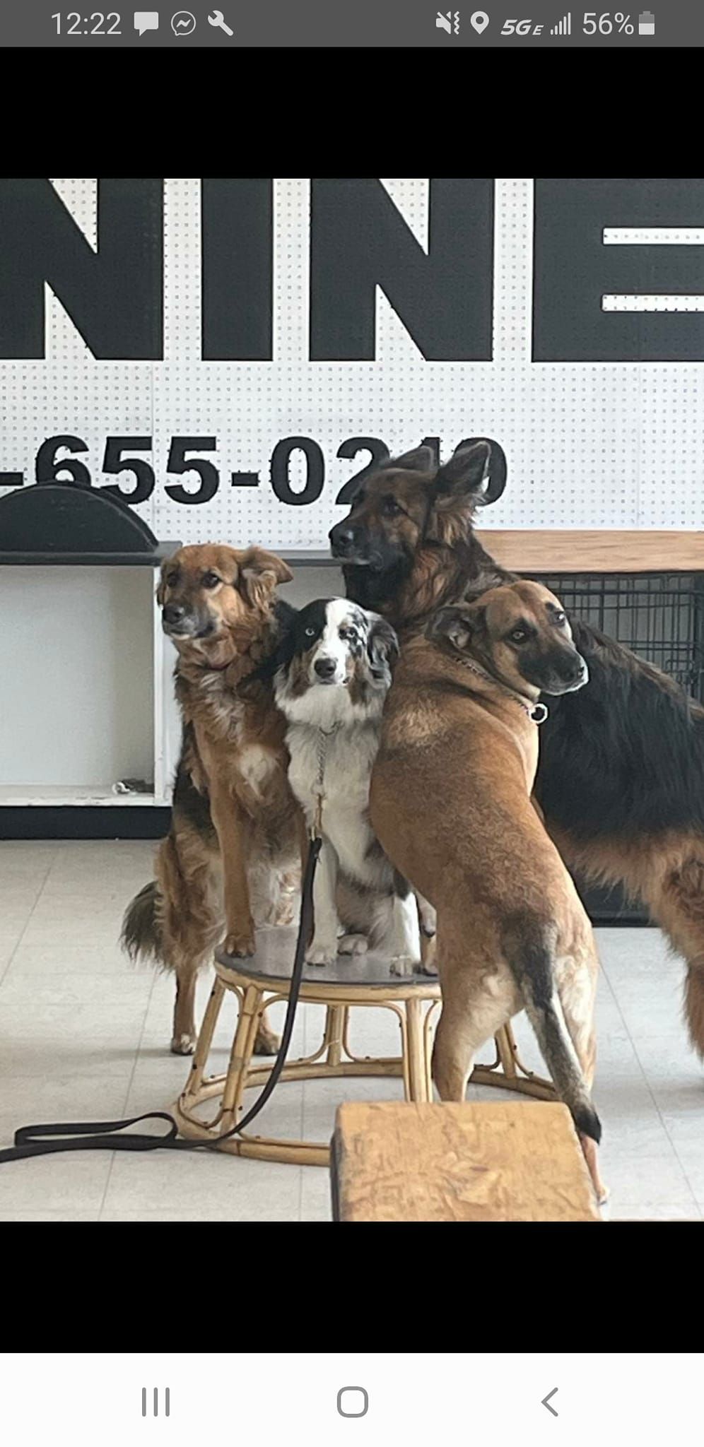A group of dogs are standing next to each other in a room.