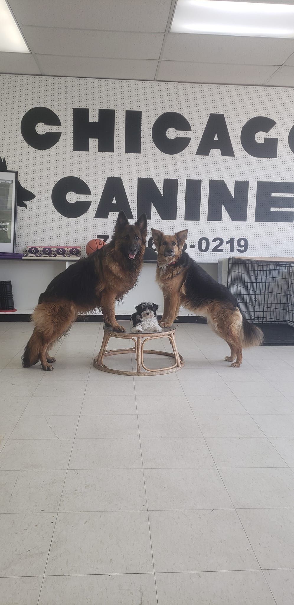 Two german shepherds are standing next to each other in front of a chicago canine sign.