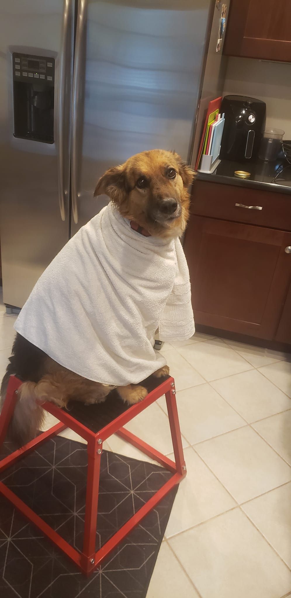 A dog wearing a towel is sitting on a red stool in a kitchen.