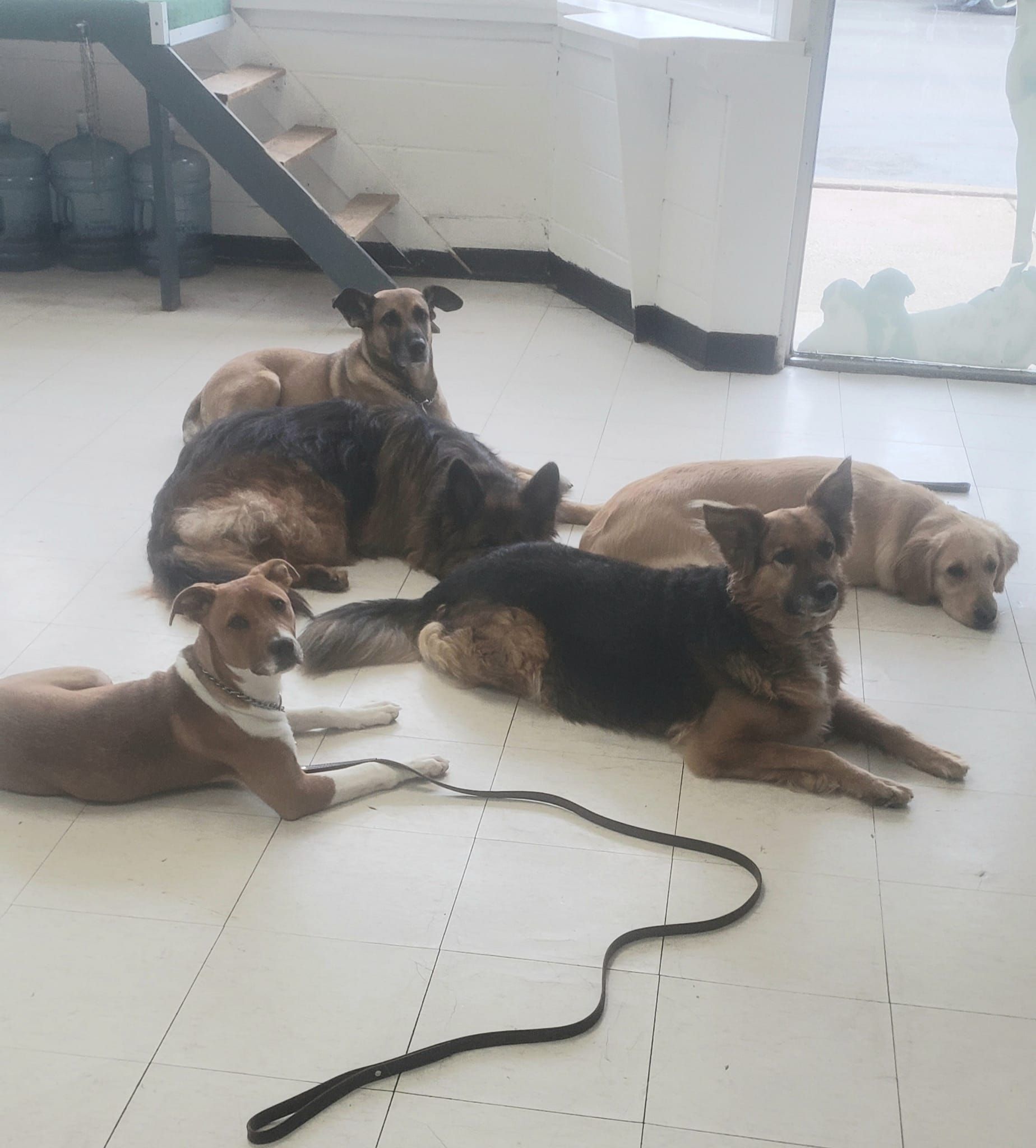A group of dogs are laying on a white tiled floor