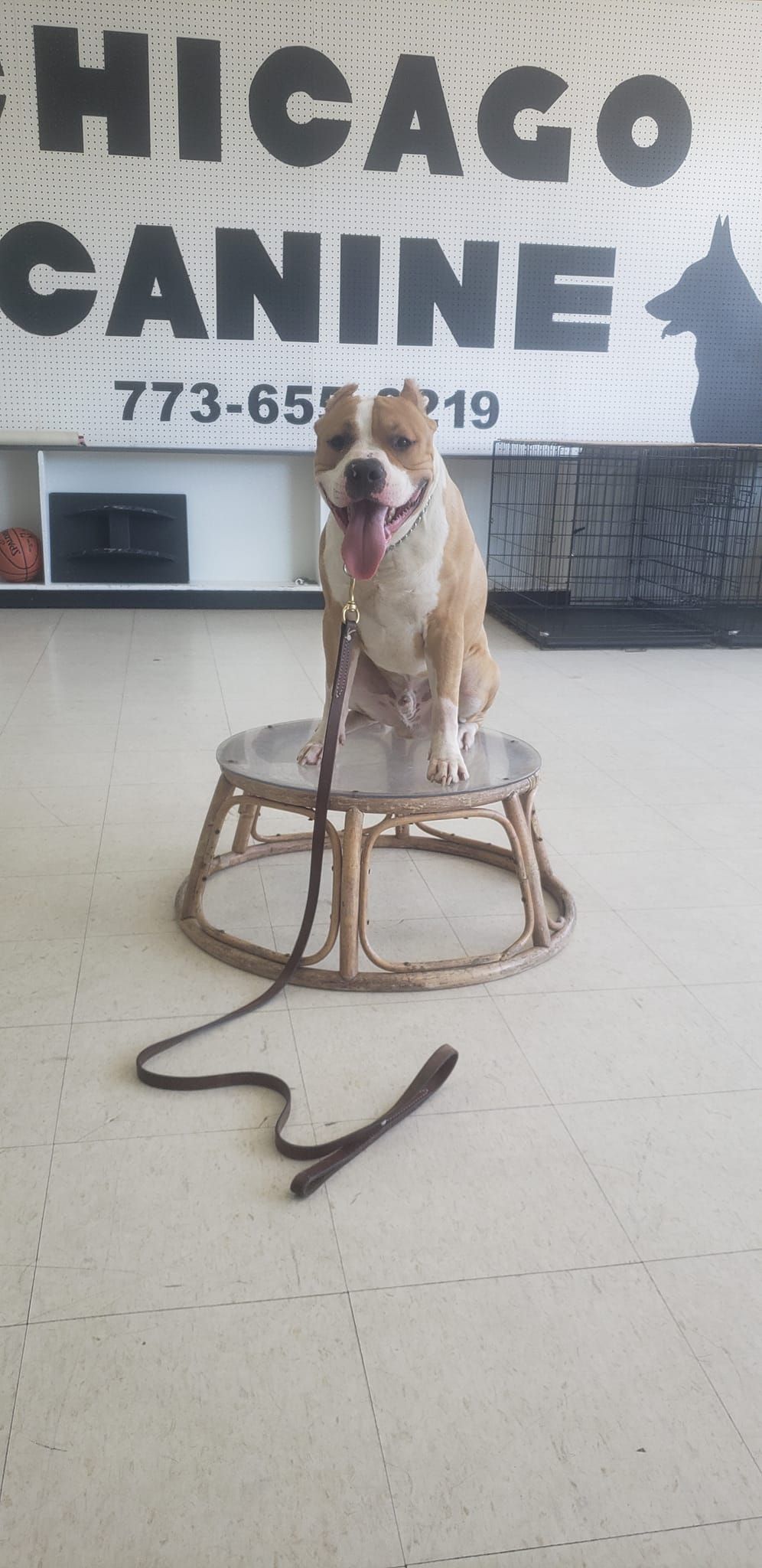 A dog is sitting on a stool in front of a sign that says chicago canine.