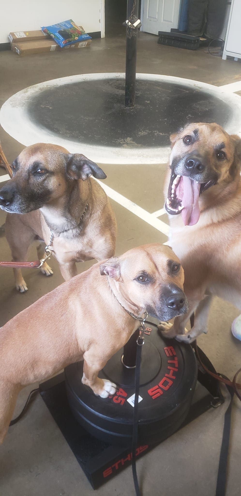 A group of dogs are standing next to each other in a room.