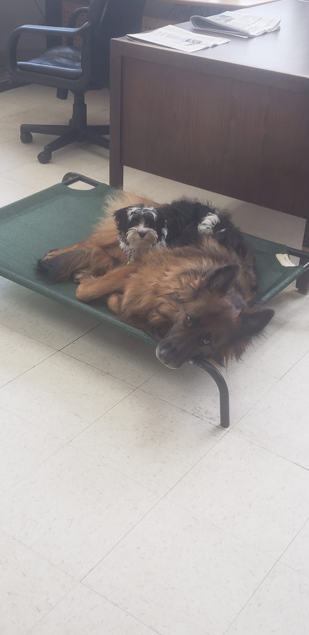 Two dogs are laying on a green stretcher on the floor.