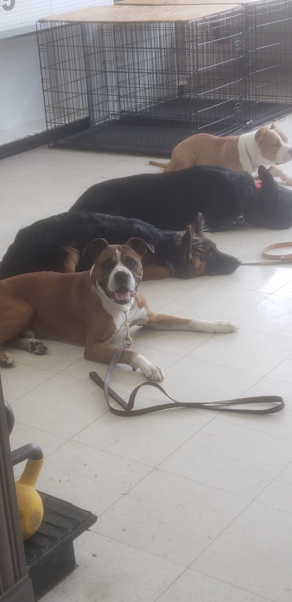 A group of dogs are laying on the floor next to a cage.