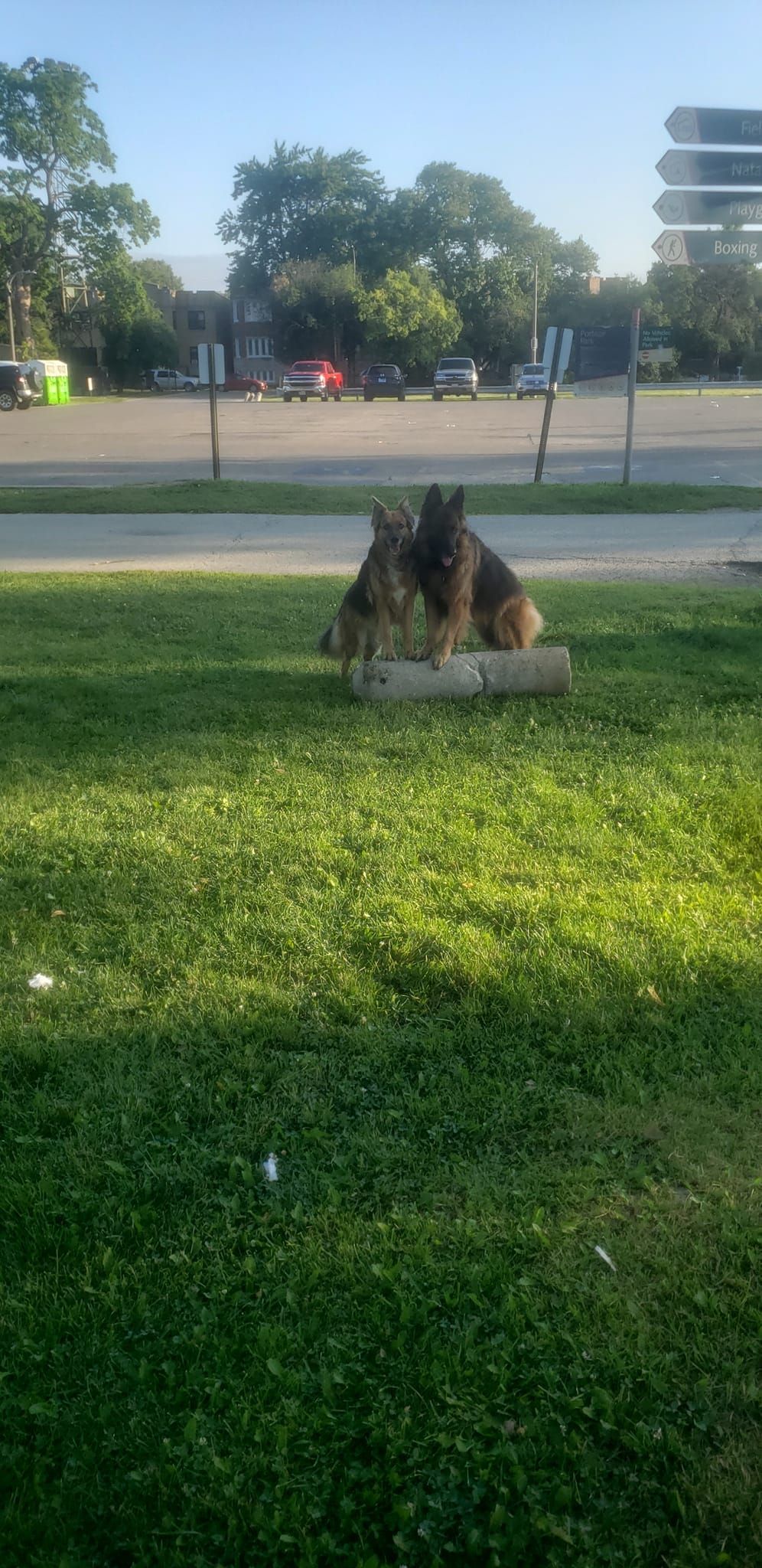 A german shepherd is laying on a log in the grass.