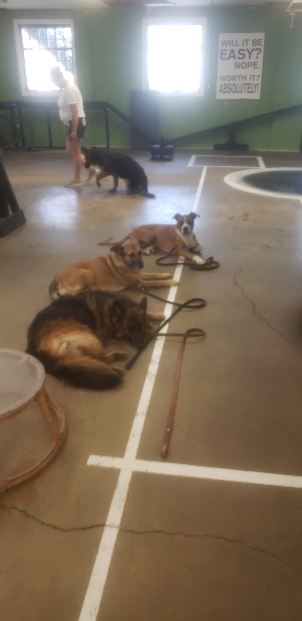 A group of dogs are laying on the floor in a room.