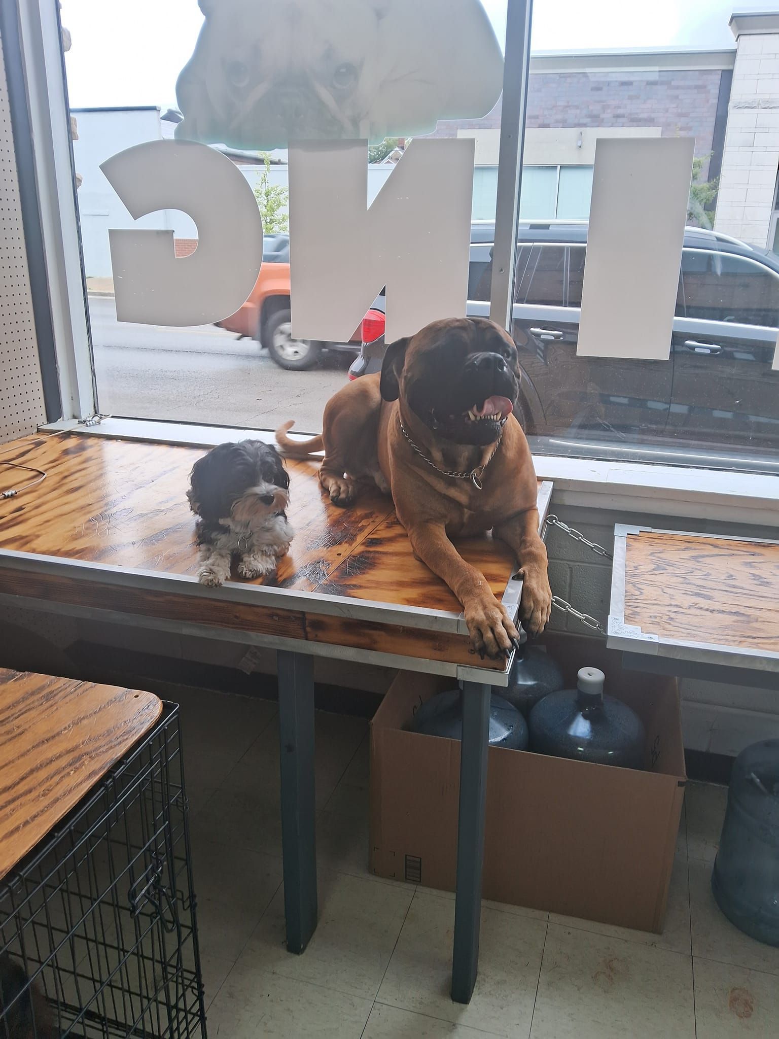 Two dogs are sitting on a table in front of a window.
