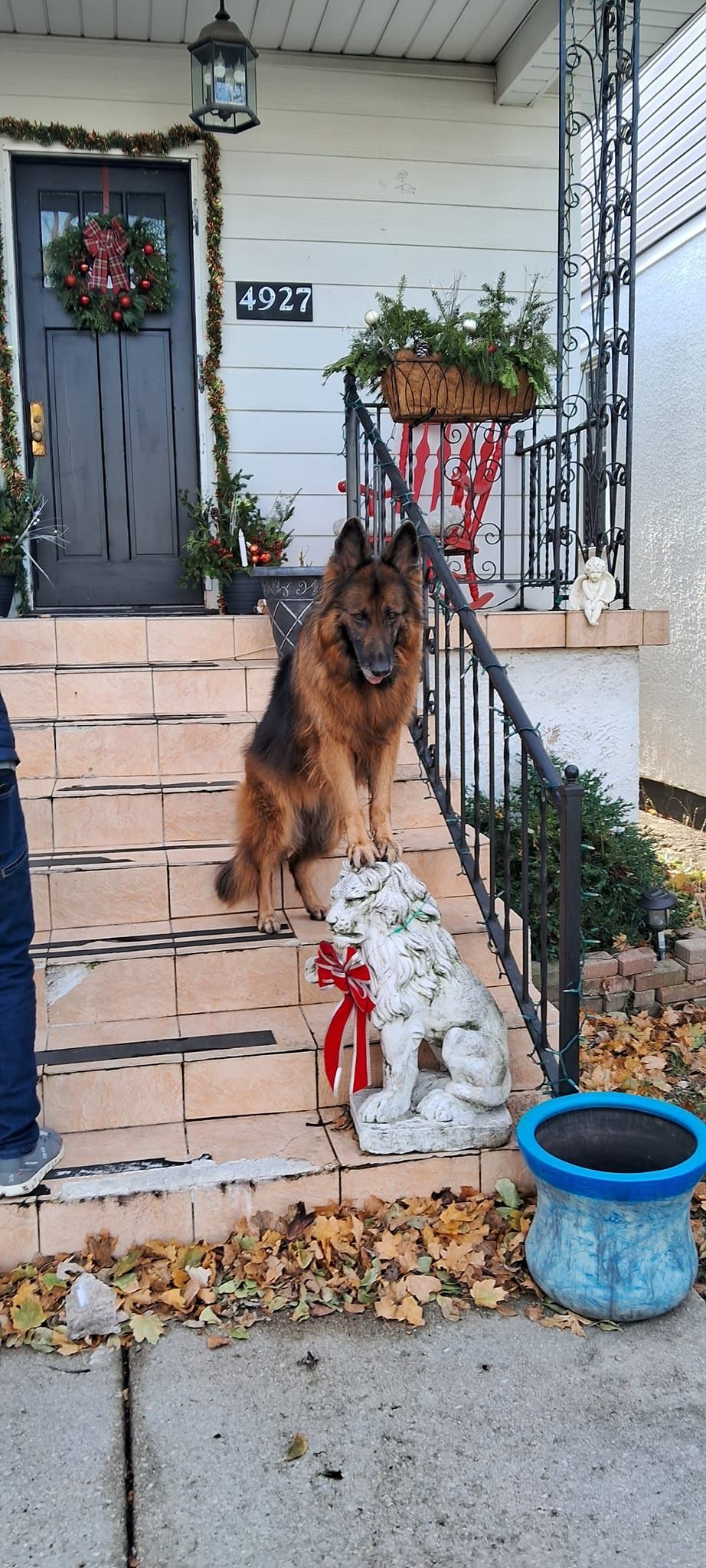 A german shepherd dog is standing on the steps of a house.