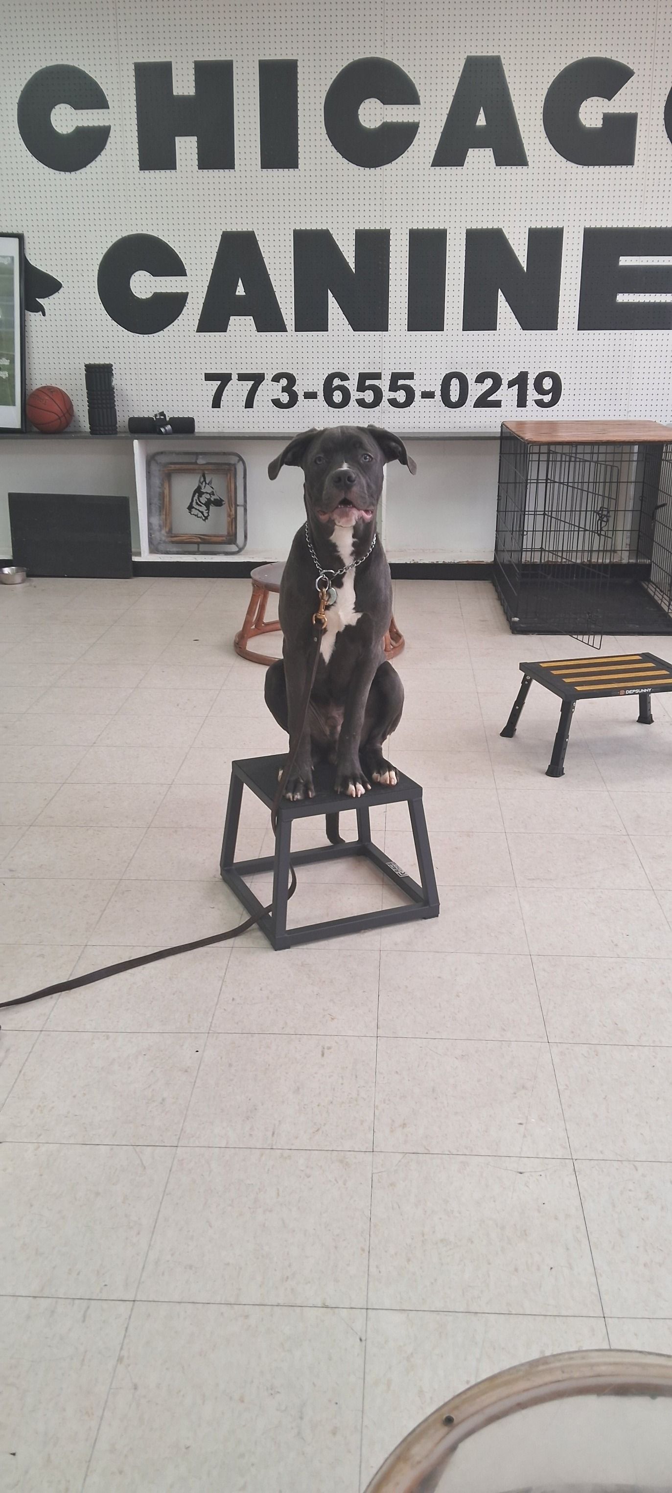 A dog is sitting on a box in front of a sign that says chicago canine