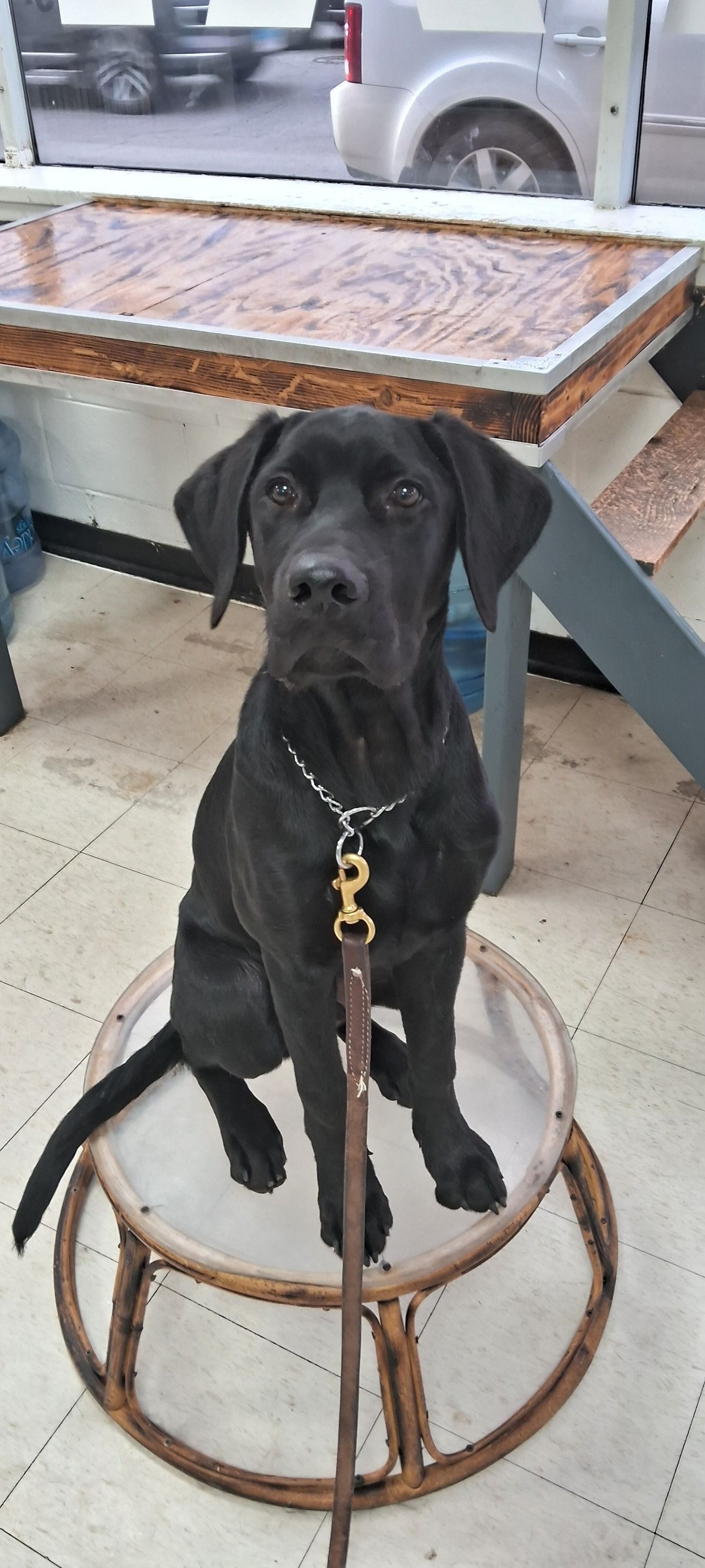 A black dog is sitting on a stool next to a table.