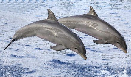 Dolphin Watch Tours Naples FL