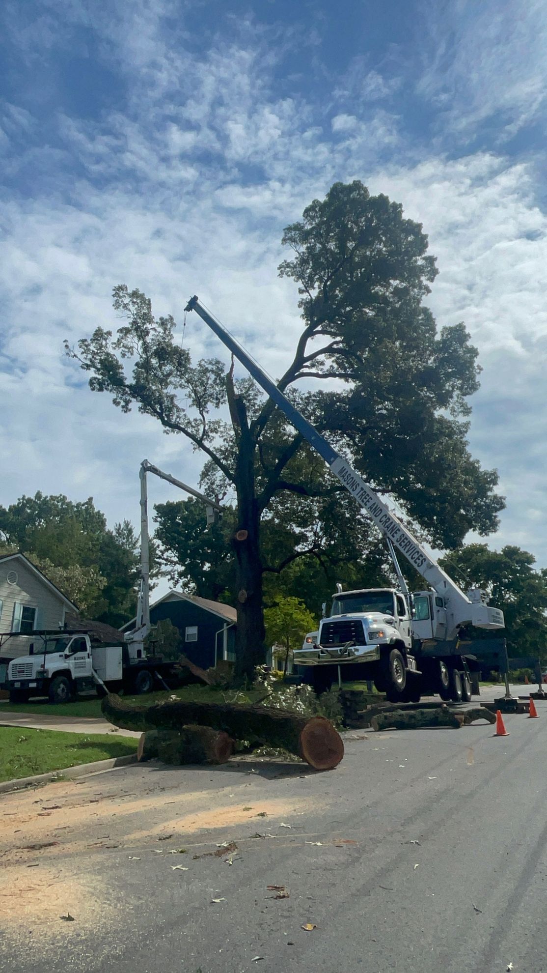 A tree is being cut down by a crane on the side of the road.