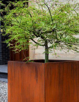 a tree is growing in a large wooden planter .