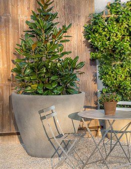 a large potted plant is sitting next to a table and chairs .
