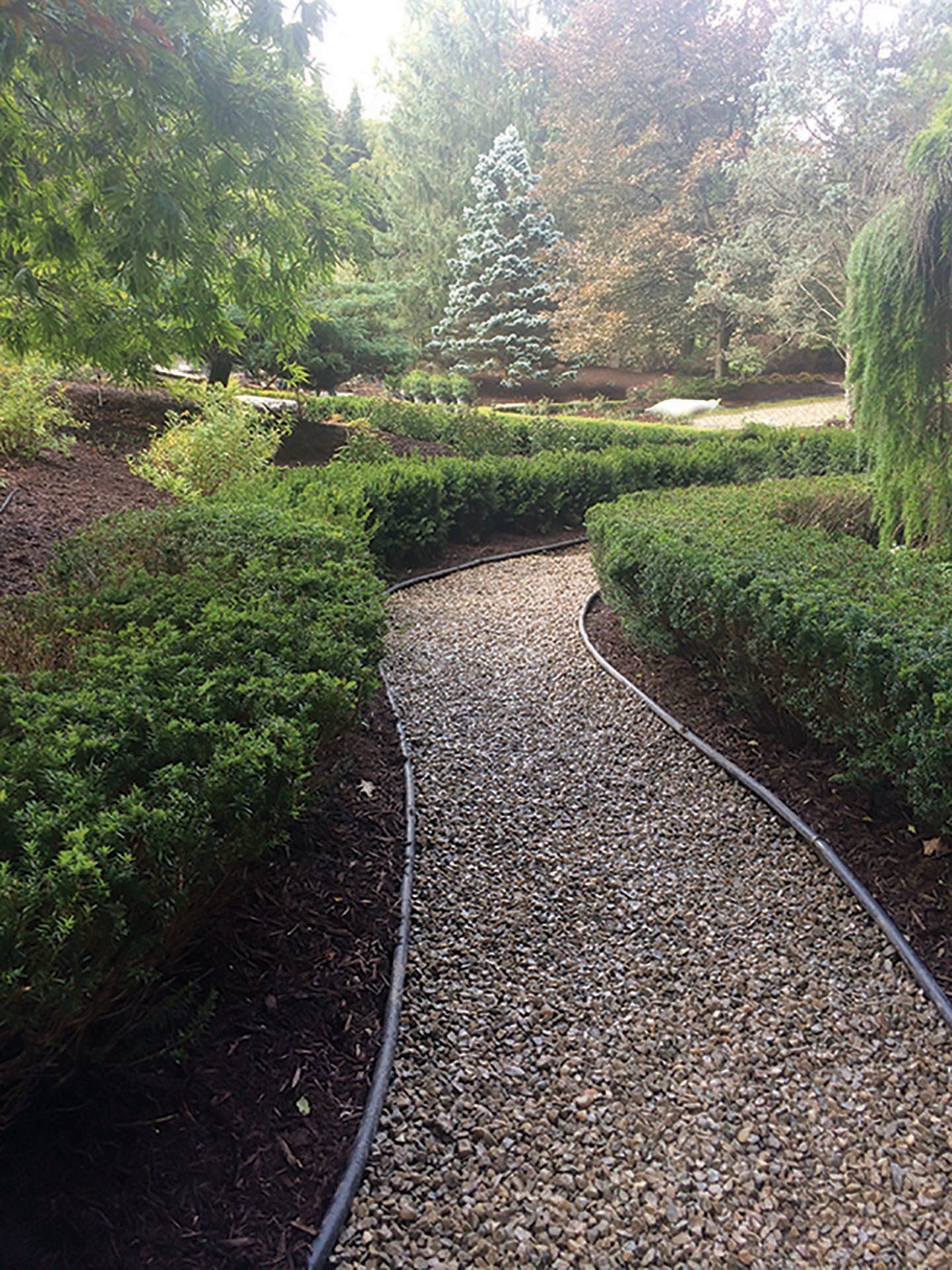 a gravel path surrounded by bushes and trees in a park .