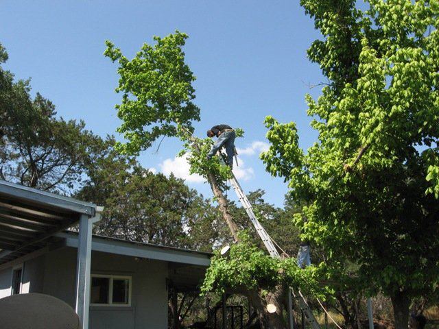 A man on a ladder cutting a tree in front of a house